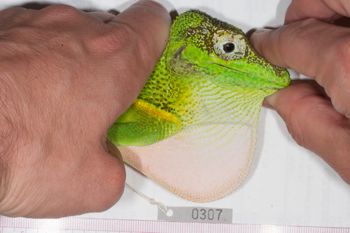 Media type: image;   Herpetology R-186214